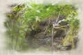 A digital watercolour painting of a Grey Wagtail, Motacilla cinerea on a river bank with reflection