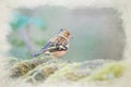 Digital watercolour painting of a male Chaffinch, Fringilla coelebs in a natural woodland