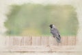 A digital watercolour painting of a passerine western jackdaw, Coloeus monedula on a perch