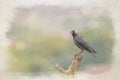 A digital watercolour painting of a passerine western jackdaw, Coloeus monedula on a perch