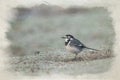 Digital watercolour painting of a Pied Wagtail, Motacilla Alba Yarrellii on frozen grassland