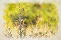 A digital watercolour painting of a single common whitethroat warbler, Sylvia communis on a perch