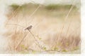 A digital watercolour painting of a single common whitethroat warbler, Sylvia communis on a perch