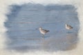 A digital watercolour painting of two Common Sandpipers wading in the sea