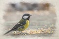 Digital watercolour paintng of a Great Tit, Parus major feeding in a natural woodland setting