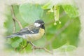 Digital watercolour paintng of a Great Tit, Parus major in a natural woodland setting