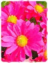 Digital watercolour of pink daisy pollen flowers Royalty Free Stock Photo