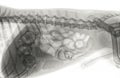 Digital X-ray of the abdominal cavity with foreign bodies in the intenties