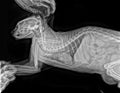 Digital X-ray of the cat. Head, chest and abdomen Royalty Free Stock Photo