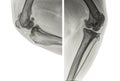 Digital X-ray of the knee of a dog with severe osteoarthritis Royalty Free Stock Photo