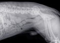 X-ray of an older dog with severe Spondylosis deformans Royalty Free Stock Photo