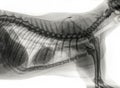 Digital x-ray of a side view of the thorax of a cat