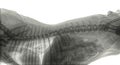 X-ray of the sideview of the spine of a dog with most vertebrae