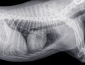 X-ray of the sideview of the thorax of a dog
