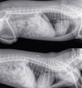 X-ray of a cat in side view