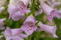 Digitalis, Common Foxglove, Lady\'s Glove Camelot Lavender Royalty Free Stock Photo