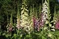 Digitalis `Digitalis purpurea`, horticultural plant of different colorsin Royalty Free Stock Photo