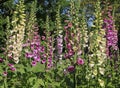 Digitalis `Digitalis purpurea`, horticultural plant of different colorsin Royalty Free Stock Photo