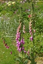 Digitalis `Digitalis purpurea`, horticultural plant of different colorsin Royalty Free Stock Photo