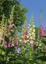 Digitalis `Digitalis purpurea`, horticultural plant of different colorsin Royalty Free Stock Photo