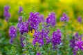 Digitalis Flower Foxglove in the garden Royalty Free Stock Photo