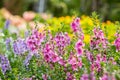 Digitalis Flower Foxglove in the garden Royalty Free Stock Photo