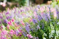 Digitalis Flower Foxglove in the garden Royalty Free Stock Photo