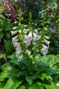 Digitalis Flower Foxglove in the garden Royalty Free Stock Photo