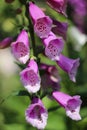 Digitalis - flowering pink flowers, high summer flowers, close u Royalty Free Stock Photo