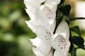 Digitalis flowers