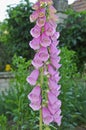 Digitalis flowers