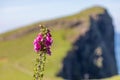 Digitalis flowers on the Isle of Skye