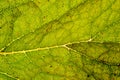 Digitalis or Fox Glove Leaf, Background Royalty Free Stock Photo