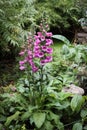 Digitalis - Foxglove flower Camelot Rose among ferns and greenery. Royalty Free Stock Photo