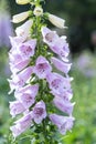 Digitalis or foxglove with mauve flowers Royalty Free Stock Photo