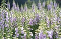 Digitalis or foxglove with mauve flowers Royalty Free Stock Photo