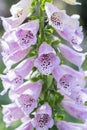 Digitalis or foxglove with mauve flowers Royalty Free Stock Photo