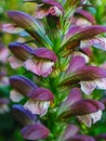 Digitalis garden of Acanthus mollis