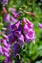 Digitalis is a genus of about 20 species of herbaceous perennial plants, Royalty Free Stock Photo