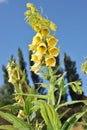 Digitalis grandiflora