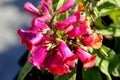 Digitalis 'Illumination Raspberry', Digiplexis 'Illumination Raspberry'