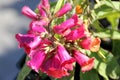 Digitalis 'Illumination Raspberry', Digiplexis 'Illumination Raspberry'