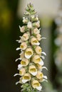 Digitalis lanata - woolly foxglove Royalty Free Stock Photo