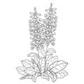 Vector bush of outline toxic Digitalis purpurea or foxglove flower bunch with bud and leaves in black isolated on white.