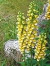 Digitalis nervosa flower in mountain meadow