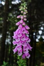 Digitalis purpurea