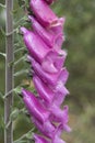 Digitalis purpurea common purple foxglove lovely plant with red or purple pink flower rods