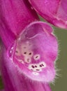 Digitalis purpurea common purple foxglove lovely plant with red or purple pink flower rods