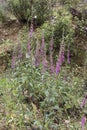 Digitalis purpurea common purple foxglove lovely plant with red or purple pink flower rods