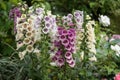 Digitalis Purpurea Royalty Free Stock Photo